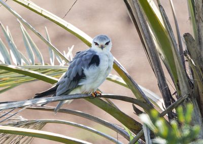 Black-winged kite