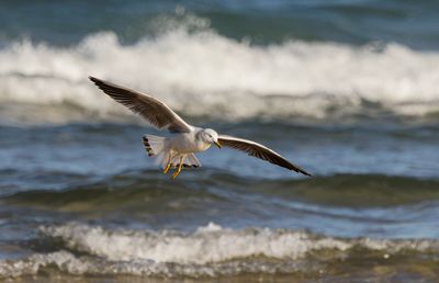 Seagull