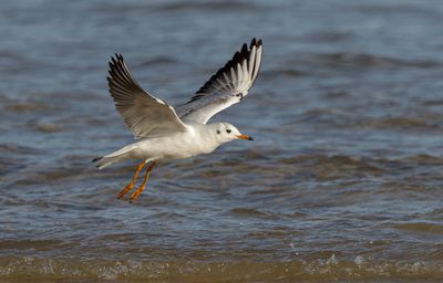 Seagull