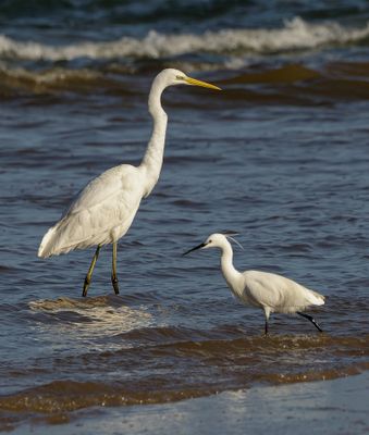 Great Egret and Little Egret