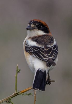 Woodchat Shrike