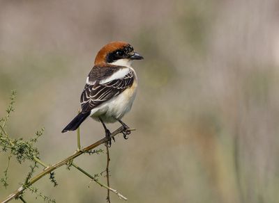 Woodchat Shrike   חנקן אדום ראש