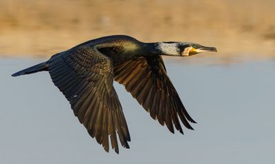 Great cormorant       קורמורן גדול