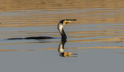 Great cormorant       קורמורן גדול
