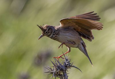 Crested Lark