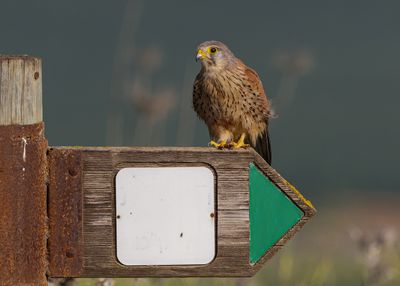 Common Kestrel