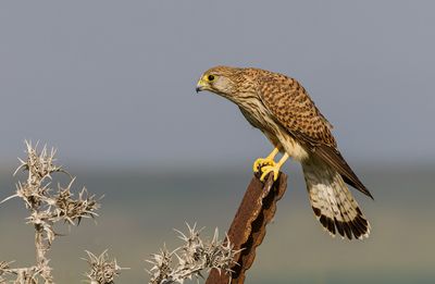 Common Kestrel