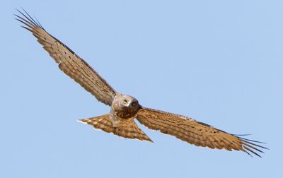 Short Toed Eagle