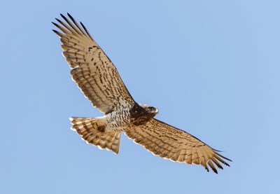 Short Toed Eagle