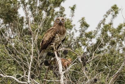 Short Toed Eagle