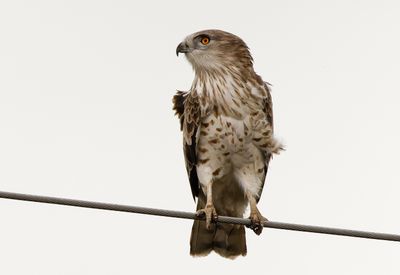 Short Toed Eagle