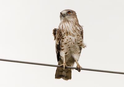 Short Toed Eagle