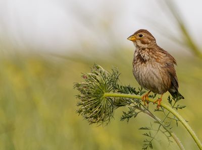 Corn Bunting