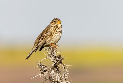 Corn Bunting