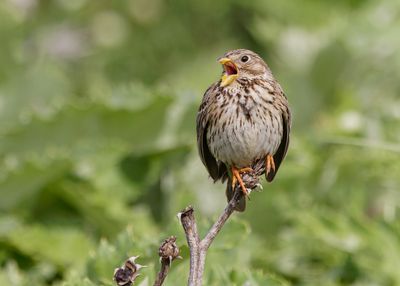 Corn Bunting