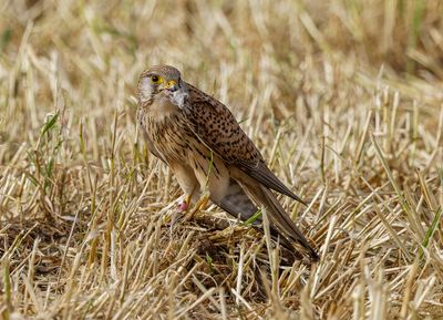 Common Kestrel