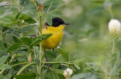 Yellow Wagtail