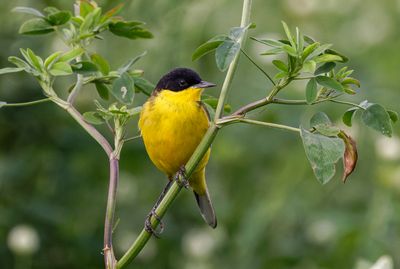 Yellow Wagtail