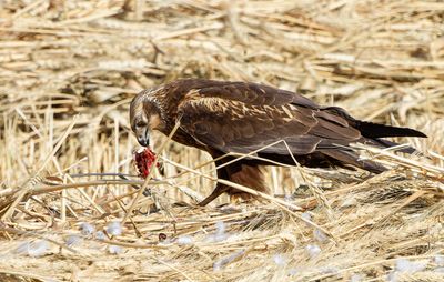 Marsh Harrier      זרון סוף