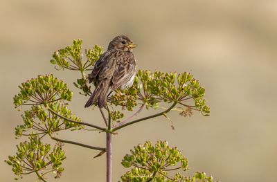 Corn Bunting