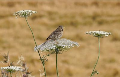 Corn Bunting      גבתון עפרוני