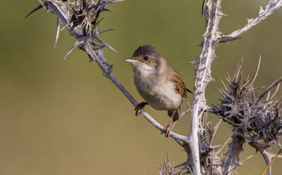 Whitethroat - Sylvia commmunis - סבכי קוצים