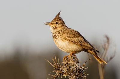 Crested Lark     עפרוני מצוייץ