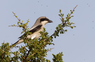 Great-gray Shrike