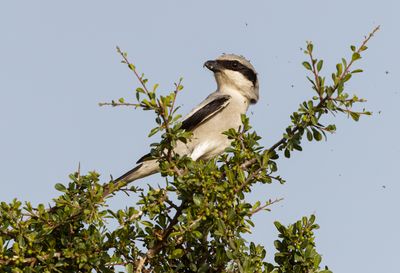 Great-gray Shrike