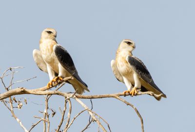 Black-winged kite