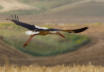 White Storks              חסידות לבנות