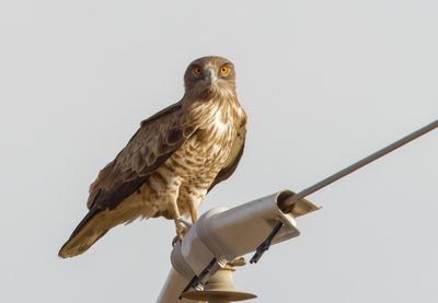 Short Toed Eagle