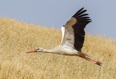 White Storks              חסידות לבנות