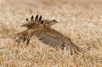 Short Toed Eagle