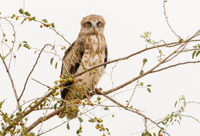 Short Toed Eagle