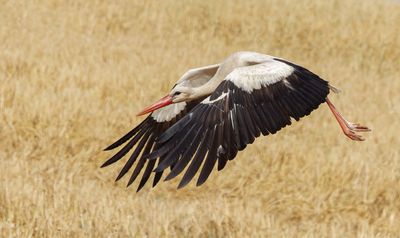 White Stork    חסידה לבנה