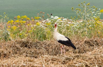 White Stork    חסידה לבנה