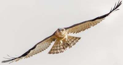 Short Toed Eagle