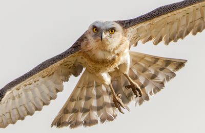 Short Toed Eagle