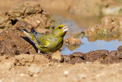 Greenfinch