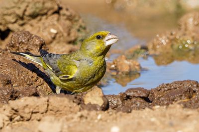 Greenfinch (European)   ירקון