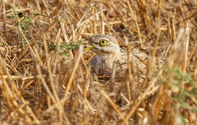 Stone curlew