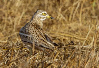 Stone curlew