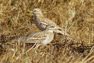 Stone curlew Burhinus oedicnemus     כרוון מצוי