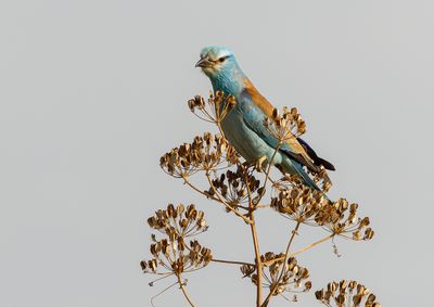 Roller (European)