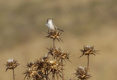 Graceful Prinia