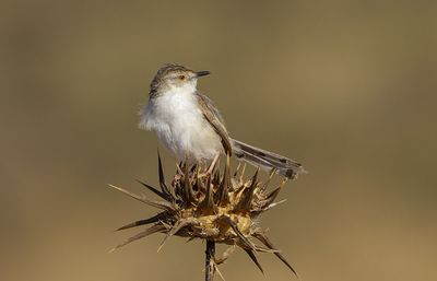 Graceful Prinia