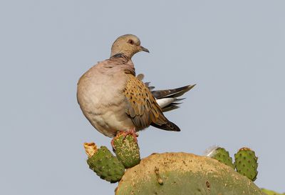 Turtle Dove