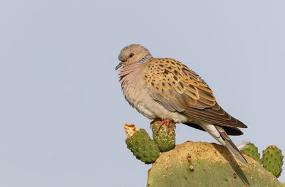 Turtle Dove