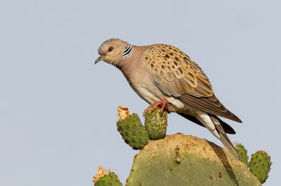 Turtle Dove